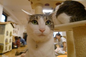 Котокафе есть. 5 евро (напиток и торт) и 14 ухоженных кошек, которых можно гладить и фотографировать.