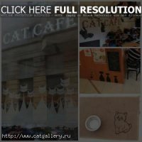 Котокафе есть. 5 евро (напиток и торт) и 14 ухоженных кошек, которых можно гладить и фотографировать.