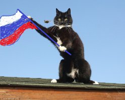 Как схватка Тома и Джерри выглядит в реальной жизни