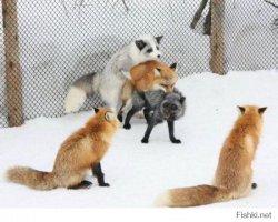 Очаровательные нарушители спокойствия