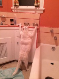 Тот момент, когда ты понимаешь, что даже у кота спина накаченнее!