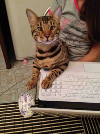 Завоеватель компа:)