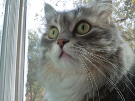 хорошенькая. но с характером. :)
если что не так, то "ххххы" или "уоуы" или просто "рррр".
а может и молча лапой, с пятью лезвиями :) жена боится с ней в конфронтацию вступать :)