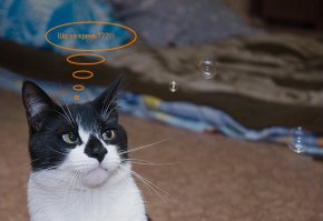 77 изумительных фотографий котов  