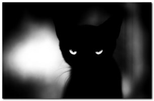 С черным котиком можно!!! Поседеть...