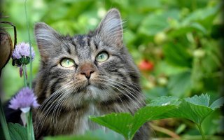 77 изумительных фотографий котов  