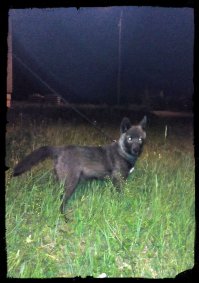 Вот мой балбес... помесь хаски (папа) и большой серой дворняги =)
6,5 мес.