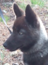 Вот мой балбес... помесь хаски (папа) и большой серой дворняги =)
6,5 мес.