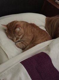 ооо))) у меня кот так тоже любит спать))) зимой классно - тепло от него, а вот летом как-то не особо)))