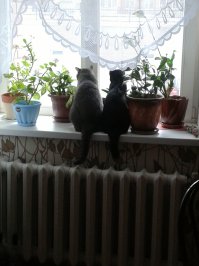 Это мои друзья вчера утром)) все вместе делают: шкодят, клянчат, спят)) лишь бы цветы не жрали