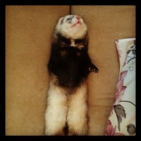 вот и у меня был такой.. пока какие-то малолетние ублюдки  не залезли к нам на дачу... надеюсь, они просто его украли... и ничего с ним плохого не сделали... месяц прошел - ни одной весточки... слезы наворачиваются.. Зачем животных трогать?