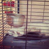 вот и у меня был такой.. пока какие-то малолетние ублюдки  не залезли к нам на дачу... надеюсь, они просто его украли... и ничего с ним плохого не сделали... месяц прошел - ни одной весточки... слезы наворачиваются.. Зачем животных трогать?