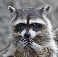 Невероятно злые животные 