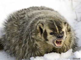 Невероятно злые животные 