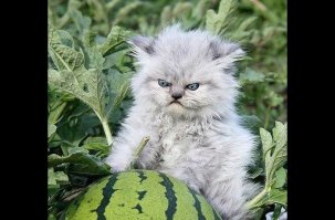 Невероятно злые животные 