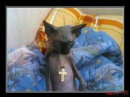 В кота вселился сам Дьявол