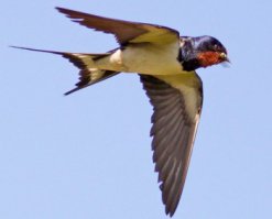 кОсатка - это млекопитающее, кАсатка -  птица из семейства ласточковых!!!