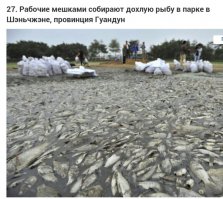 Покупая суши, ты учавствуешь в очистке рек, тем самым приносишь пользу.