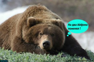 Китаец два года принимал медведей за домашних собак