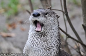 Вот этот обитатель Пражского зоопарка тоже был не готов к фотосету и отчаянно зевал на все мои попытки до него досвистеться:)