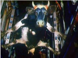 Жить захочешь и не так раскорячишься;)