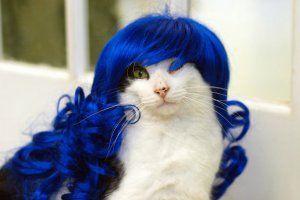 Ну и бред! 
Кому понравилось, предлагаю у меня купить еще:
Парик "Мальвина" для вашего кота - отлично подойдет ЛГБТ-котам