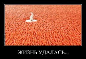 Все, что вы хотели знать о кроликах, но боялись спросить