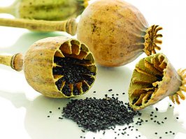 Как выглядят 19 популярных продукта до сбора урожая