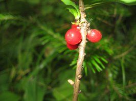 Дачное субботнее