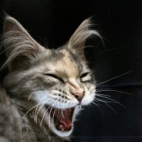 Парень тащится от того, что играет на аккордеоне Smoke on the water!