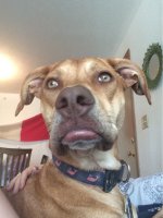 Губу раскатал