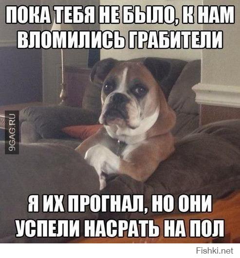 20 мохнатых проказников, которые никак не ожидали, что хозяин придет так рано