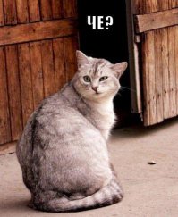 25 фотографий, доказывающих, что мужчины отлично ладят с кошками