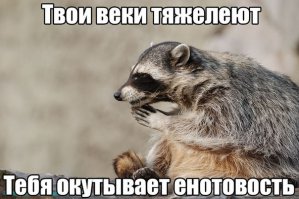 13 фотографий, после просмотра которых вы полюбите енотов