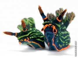 Голожаберные моллюски все красивы.