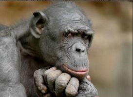 Косуля, сцуко, зверь опасный...