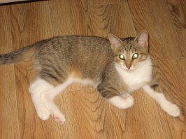 Соня, прямой потомок тех блокадных кошек. Породы "Васильеостровская" найдена за мусорным баком на ваське.