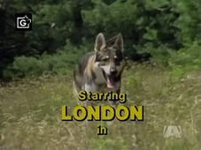 Вот лучший сериал моего детства.
"Маленький бродяга", в главной роли пес "Лондон".