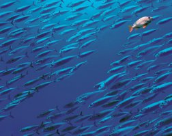 Как сейчас выглядят места обитания пиратов на Карибах?