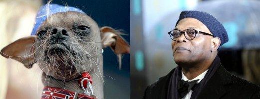 Самые уродливые собаки в мире