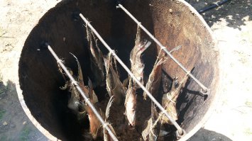 Вроде всё хорошо, но вот зачем потрошить, рыба не крупная и так просолить и прокоптиться, да вы правы рецептов копчения и засолки множество, но вот есть один способ быстрой засолки,это когда нет времени, делаеться крепкий рассол-ст.ложка с бугорком соли на стакан воды,затем берёте мед. шприц и этим рассолом делаете уколы прямо в рыбину по три-четыре укола на каждую сторону рыбы, одного пятикубого шприца на одну сторону. прокололи и в коптилку