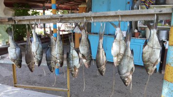 Вроде всё хорошо, но вот зачем потрошить, рыба не крупная и так просолить и прокоптиться, да вы правы рецептов копчения и засолки множество, но вот есть один способ быстрой засолки,это когда нет времени, делаеться крепкий рассол-ст.ложка с бугорком соли на стакан воды,затем берёте мед. шприц и этим рассолом делаете уколы прямо в рыбину по три-четыре укола на каждую сторону рыбы, одного пятикубого шприца на одну сторону. прокололи и в коптилку