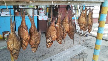 Вроде всё хорошо, но вот зачем потрошить, рыба не крупная и так просолить и прокоптиться, да вы правы рецептов копчения и засолки множество, но вот есть один способ быстрой засолки,это когда нет времени, делаеться крепкий рассол-ст.ложка с бугорком соли на стакан воды,затем берёте мед. шприц и этим рассолом делаете уколы прямо в рыбину по три-четыре укола на каждую сторону рыбы, одного пятикубого шприца на одну сторону. прокололи и в коптилку