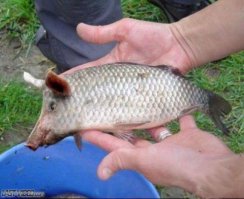 Топ-10: Подводные обитатели с ужасающими зубами 