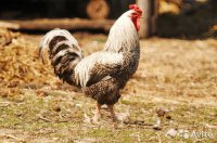 сейчас муж придет и люлей выпишет горе любовнику