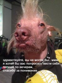 Самые уродливые собаки в мире