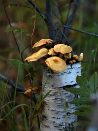 Юпитер-21М 4/200