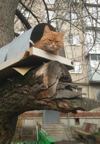Во дворе у нас живет