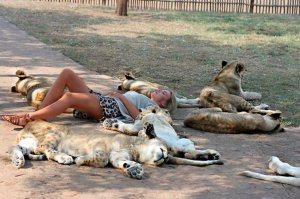 Немного те по теме, то тоже про кошек.