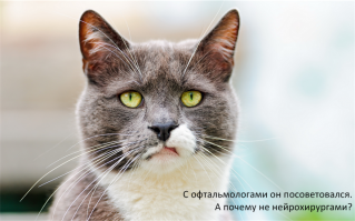 У котов на глазах HDMI Разъемы что-ли есть? Какие исследования проводились? Я хочу видеть видео захват. А не домыслы художника.